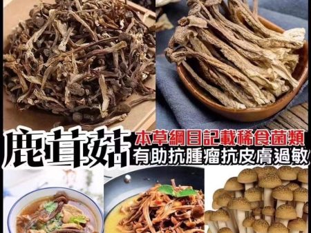 野生鹿茸菇  ( 一磅装 )  $20 Online Hot Sale